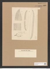 Nitzschia grandis Kitt. (de-Toni-Nr.: Genus 47, Species 2071) Zeichnungen Sammlung Grunow Nr. 4090 (NHMW-BOT-W0371939)